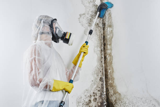 Why You Should Choose Our Mold Remediation Services in Romulus, MI